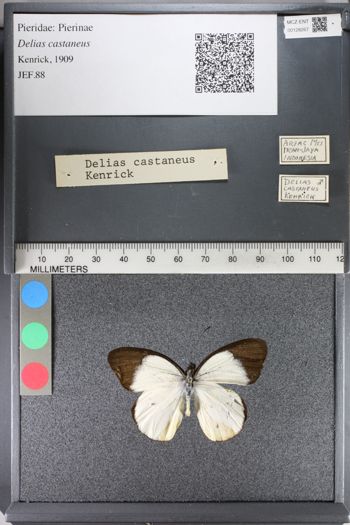 Media type: image;   Entomology 128267